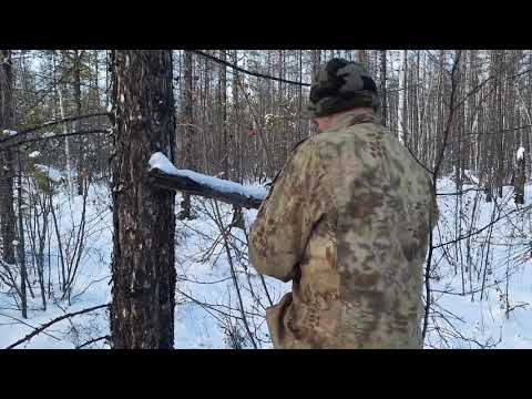 Видео: Объезд путиков. Проверяем капканы