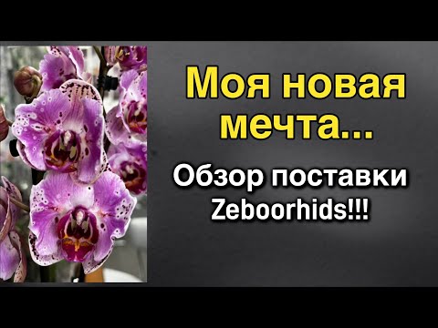 Видео: НОВАЯ ПОСТАВКА @Zeboorhids!🔥🌸
