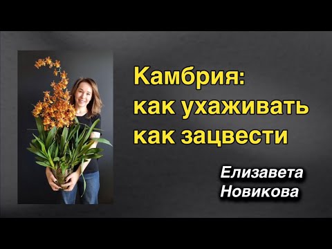 Видео: Лекция биолога, создателя Орхидиума Елизаветы Новиковой о камбриях 🌸🔥
