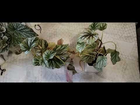 Видео: Работаю с бегониями Кейн. 