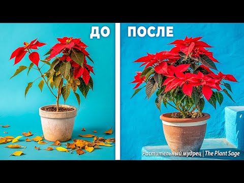 Видео: ПУАНСЕТТИЯ КРАСНАЯ КАК УХАЖИВАТЬ В ДОМАШНИХ УСЛОВИЯХ. 5  ПРАВИЛ УХОДА ЗА РОЖДЕСТВЕНСКОЙ ЗВЕЗДОЙ