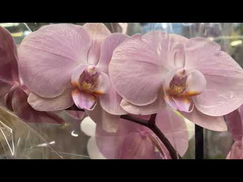 Видео: Обзор орхидей с названиями
