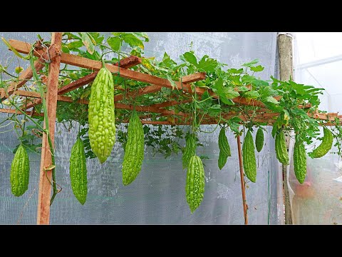 Видео: Вырастить горькую дыню легко с помощью 2 старых мешков