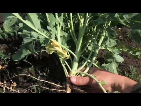 Видео: Горчица озимая желтая. Рассуждения вслух