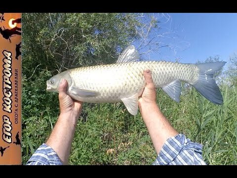 Видео: РЫБАЛКА НА БЕЛОГО АМУРА И САЗАНА. Ловля на камыш и кукурузу. Река Или.