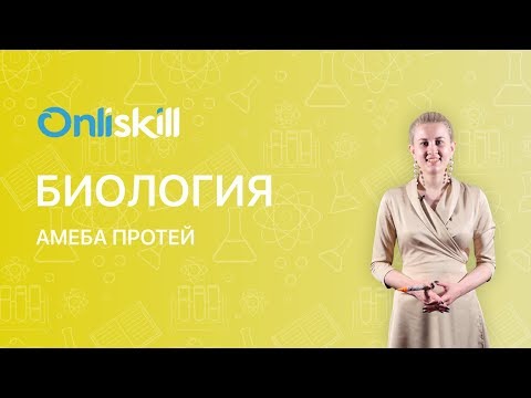 Видео: БИОЛОГИЯ 7 класс :  Амёба протей (обыкновенная) | Видеоурок