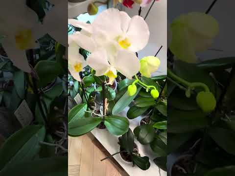 Видео: Как нас обманывают орхидеи.