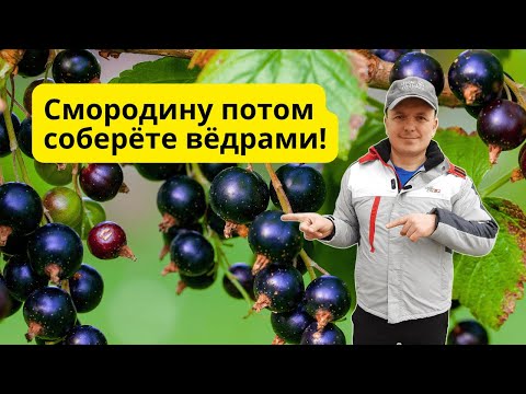 Видео: Подкормите ТАК чёрную смородину осенью и летний урожай вас удивит!