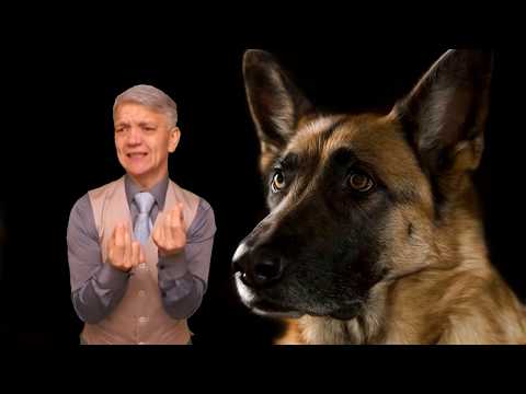 Видео: реальная история 019 - преданный пес . ржя