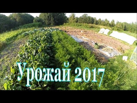 Видео: Урожай 2017 / Картофель, устойчивый к фитофторе