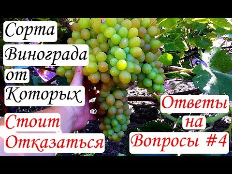 Видео: Сорта винограда, от которых стоит отказаться. Ответы на вопросы #4