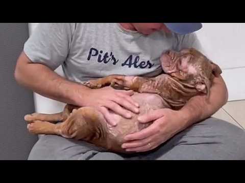 Видео: Ее всю жизнь использовали для размножения, слепую и раненую — теперь она спит у меня на руках!