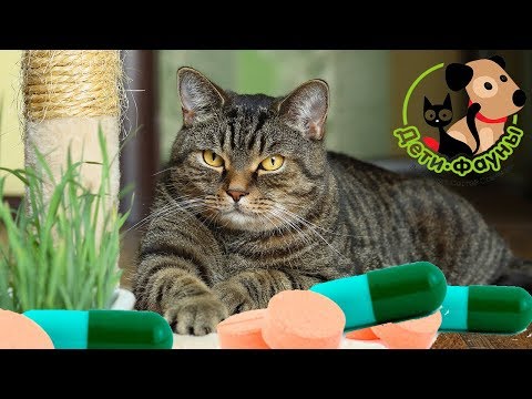 Видео: Некоторые ошибки при применении антибиотиков