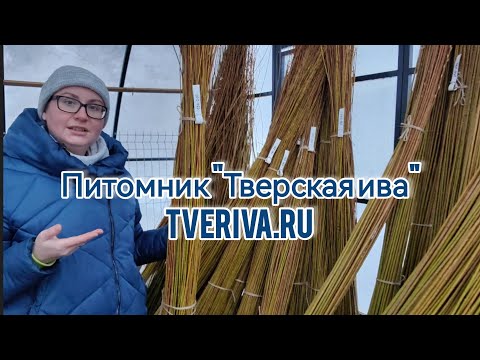 Видео: Тверская ива и Катерина Бочкарёва. Ива Американка гигантская, прут для плетения. Живое плетение.