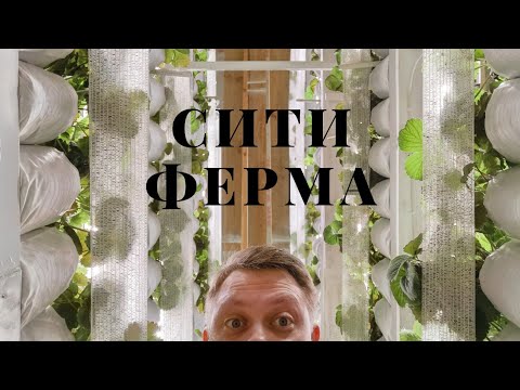 Видео: //Почему бы не выращивать клубнику зимой?