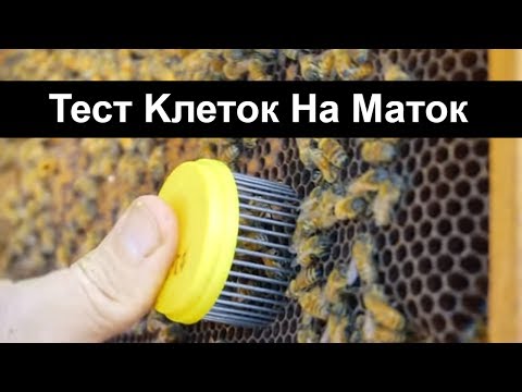 Видео: Пасека #21 Тест Kлеток Hа Маток Часть 1  пчеловодство для начинающих