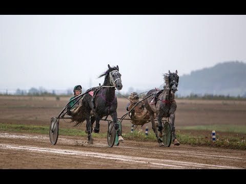 Видео: 5-й заезд. Лошади орловской рысистой породы 4-х лет и старше, рожд. в Красноярском крае. Дист. 2400