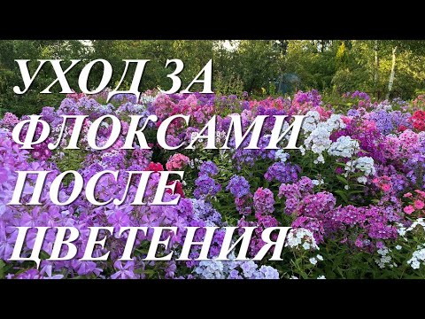 Видео: Уход за флоксами после цветения  Обрезка,  подкормка, защита от болезней