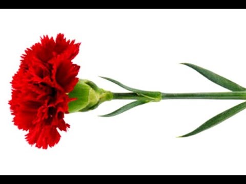 Видео: Сделать Цветы Гвоздика гофрированной Бумаги-Craft Tutorial.Поделки с детьми бумаги/DIY flowers easy