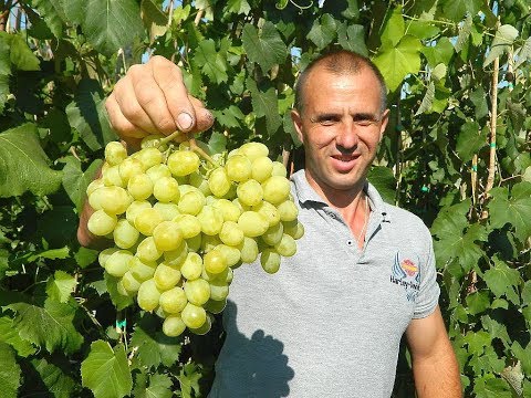 Видео: Сверхранние сорта винограда. Сезон 2017. Часть 2.  (Over the early varieties of grapes. 2017_2)