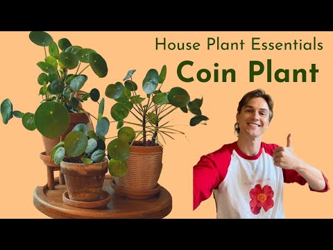 Видео: Пилея пеперомиевидная (Pilea peperomioides) — комплексный уход — основы комнатных растений — как ...