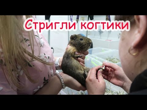 Видео: Кабачку поранили три пальца. Новая клетка для морских свинок.