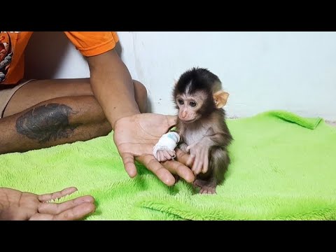 Видео: ОБЕРТЫВАНИЕ ЛАПА ДЕТЕНЫША ОБЕЗЬЯНКИ БИНТОМ ИЗ-ЗА ТРАВМЫ