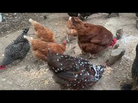 Видео: Повернення в дитинство: годую курей і качок 🦆🐓 | Радість простих моментів