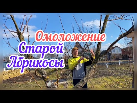 Видео: Как понизить абрикос