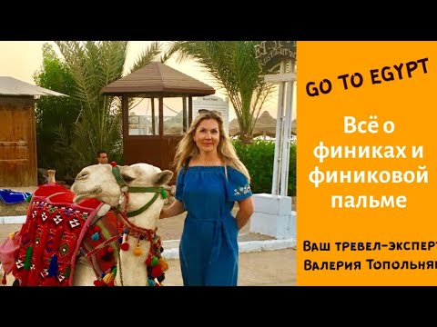 Видео: Всё о финиках и финиковой пальме