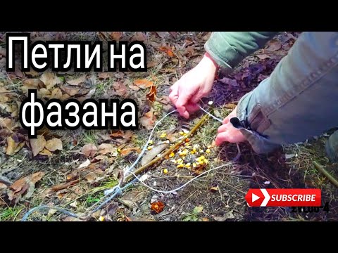 Видео: Проверка петель на фазанов. Устранение ошибок