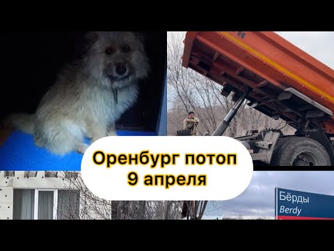 Видео: Оренбург потоп, герои спасают животных, Бёрды, Ст Разлив, и рассуждения