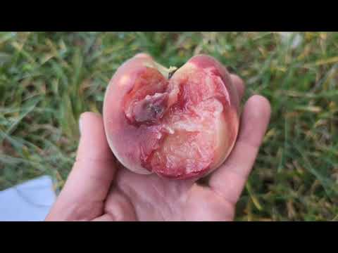 Видео: Кевіна