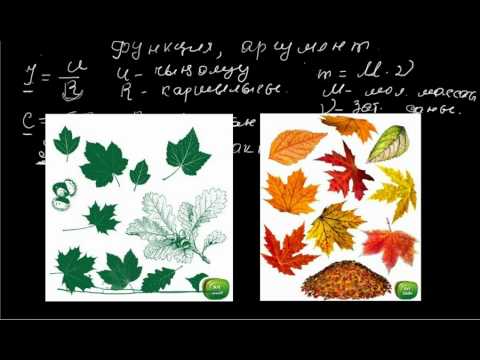 Видео: Функция, аргумент