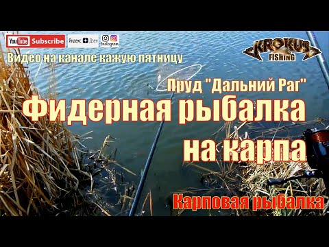 Видео: Фидерная рыбалка на карпа. Платный пруд "Дальний Раг"