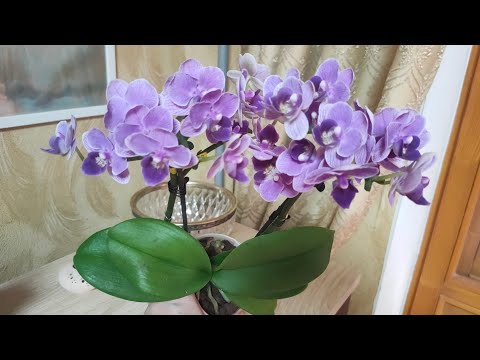 Видео: Орхидея фаленопсис Violet Queen.