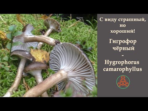 Видео: С виду страшный, но хороший! Гигрофор чёрный - Hygrophorus camarophyllus.