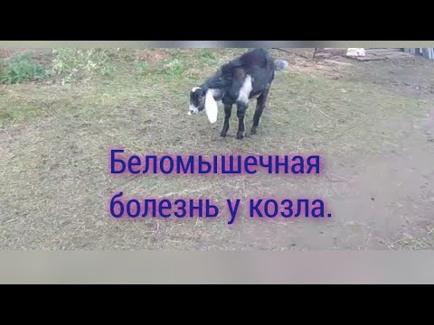 Видео: БЕЛОМЫШКА У КОЗЛА//ЛЕЧИМ!