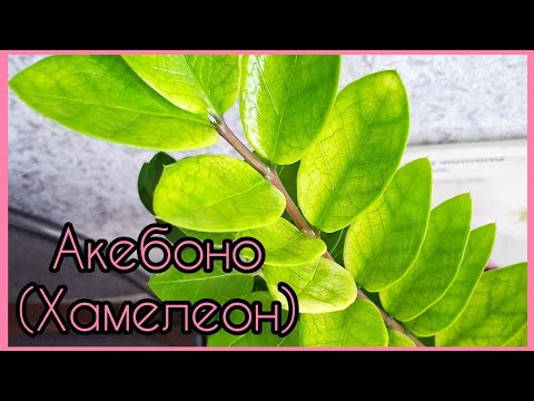 Видео: #ЗАМИОКУЛЬКАС Акебоно (Хамелеон)🌿От чего зависит окрас🌿 #размножение 🌿 #долларовоедерево #цветы