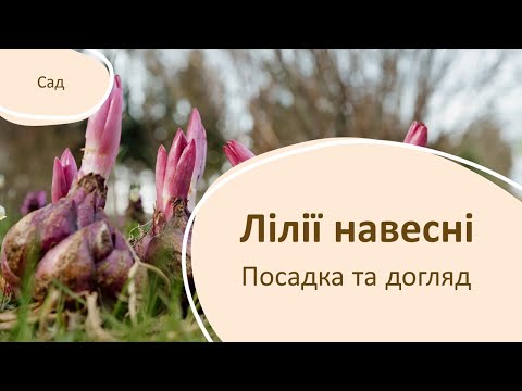 Видео: Як висаджувати та доглядати лілії навесні