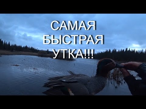 Видео: ОХОТА НА УТКУ! ЧИРОК САМАЯ БЫСТРАЯ УТКА В МИРЕ!