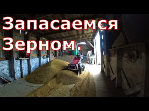 Видео: Завозим зерно / Обзор поросят