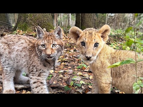Видео: ОЧЕНЬ ТРОГАТЕЛЬНО! Рысёнок Тимка и лев Зевс - две спасённые души ВПЕРВЫЕ ВСТРЕТИЛИСЬ ❤️🦁