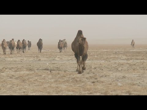 Видео: Аралда мал басы көбейді – Қызылорда облысы