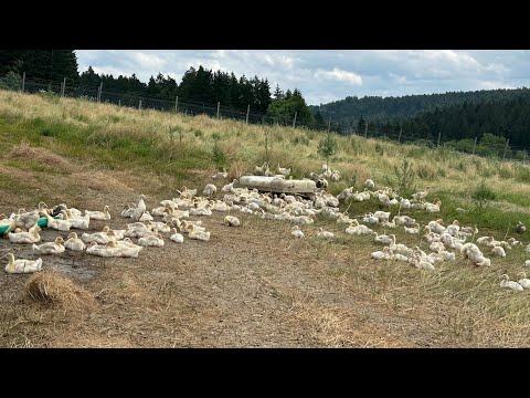 Видео: Ферма в Германии.Гуси и Утки растут на пастбище.