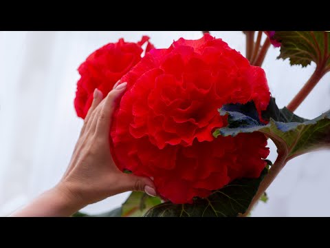 Видео: Клубневая бегония Jimmy Henderson