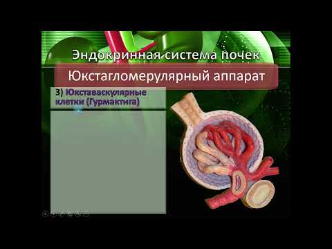 Видео: Кровоснабжение и эндокринная функция почек