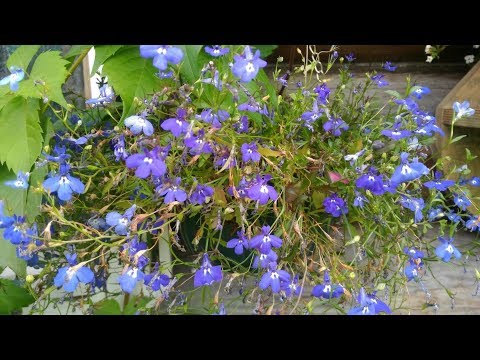 Видео: Лобелия без проблем. Зимует в горшках в беседке,а в марте великолепно всходит, не верите? СМОТРИТЕ!