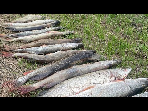 Видео: РЫБАЛКА НА ЩУКУ! В СУЗУНЕ #РЫБАЛКА