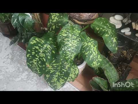 Видео: Обзор моих растений в феврале!